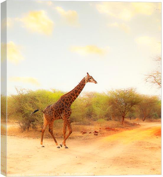 Giraffe Canvas Print by Graham Lathbury