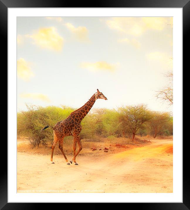 Giraffe Framed Mounted Print by Graham Lathbury