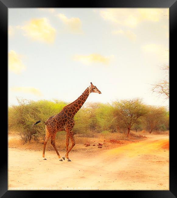 Giraffe Framed Print by Graham Lathbury