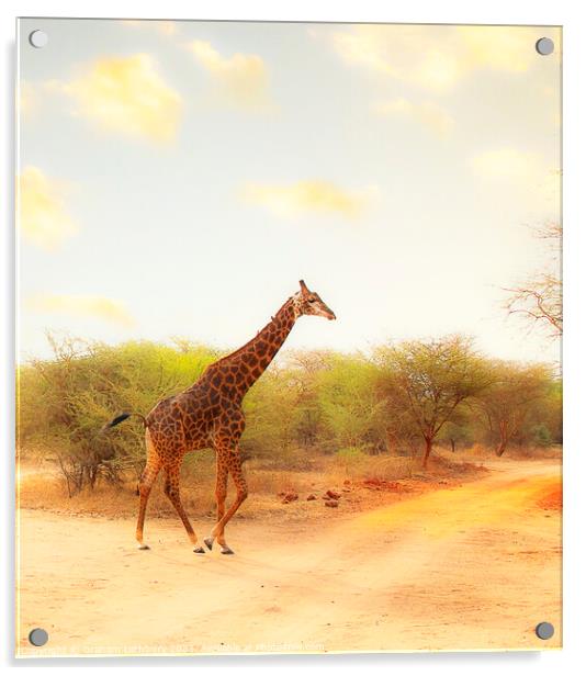 Giraffe Acrylic by Graham Lathbury