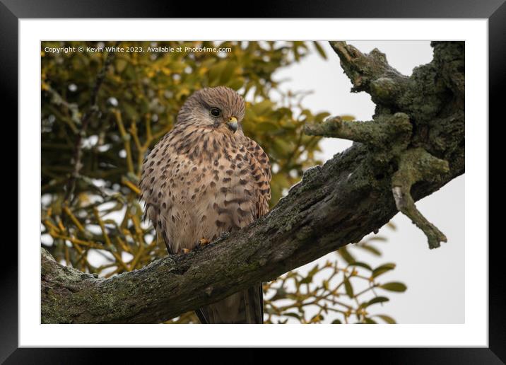 Common Kestrel female sitting in old tree Framed Mounted Print by Kevin White