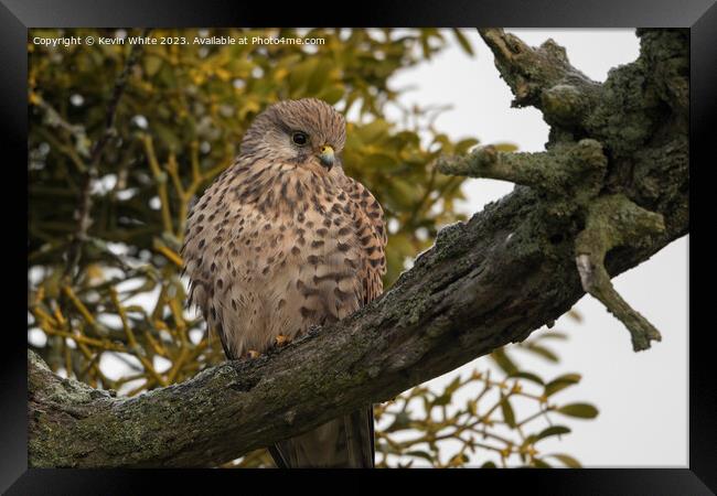 Common Kestrel female sitting in old tree Framed Print by Kevin White