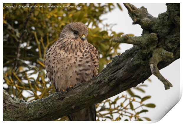 Common Kestrel female sitting in old tree Print by Kevin White