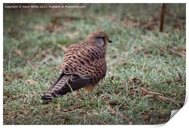 Female Common Kestrel on the ground Print by Kevin White