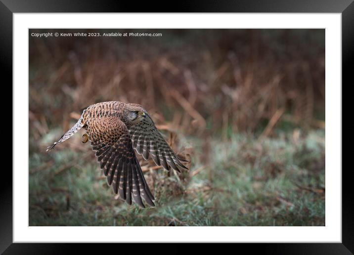 Common Kestrel flying low to ground Framed Mounted Print by Kevin White
