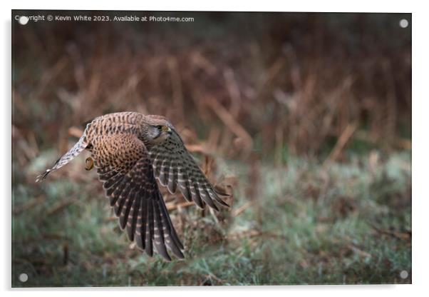 Common Kestrel flying low to ground Acrylic by Kevin White