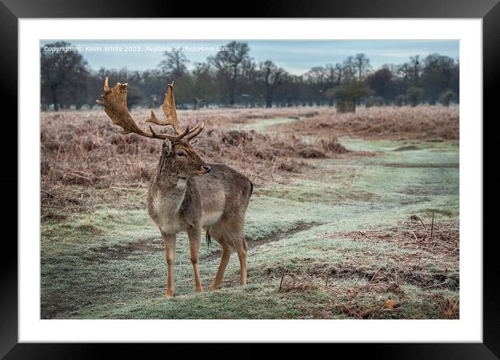 Young male deer with impressive antlers Framed Mounted Print by Kevin White