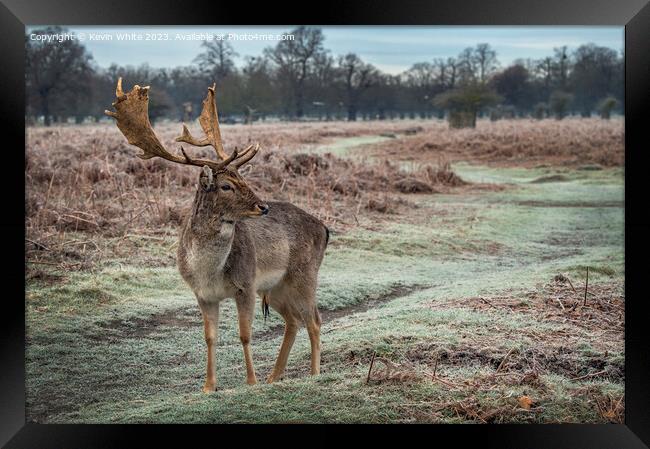 Young male deer with impressive antlers Framed Print by Kevin White