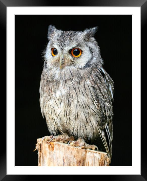 White Faced Owl Framed Mounted Print by Helkoryo Photography
