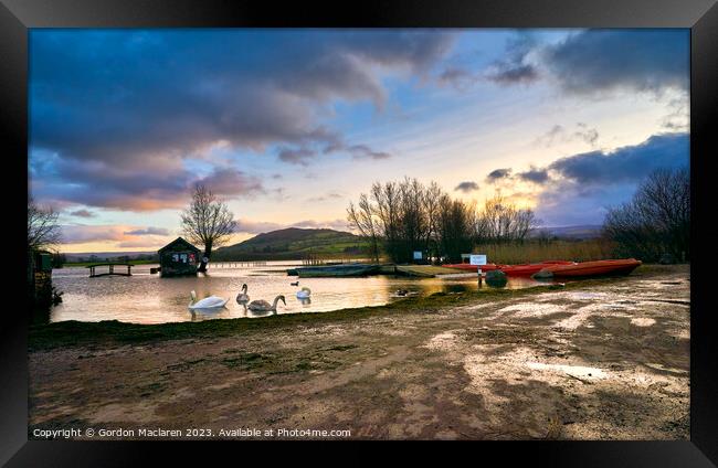 Swans on Llangorse Lake at sunset  Framed Print by Gordon Maclaren