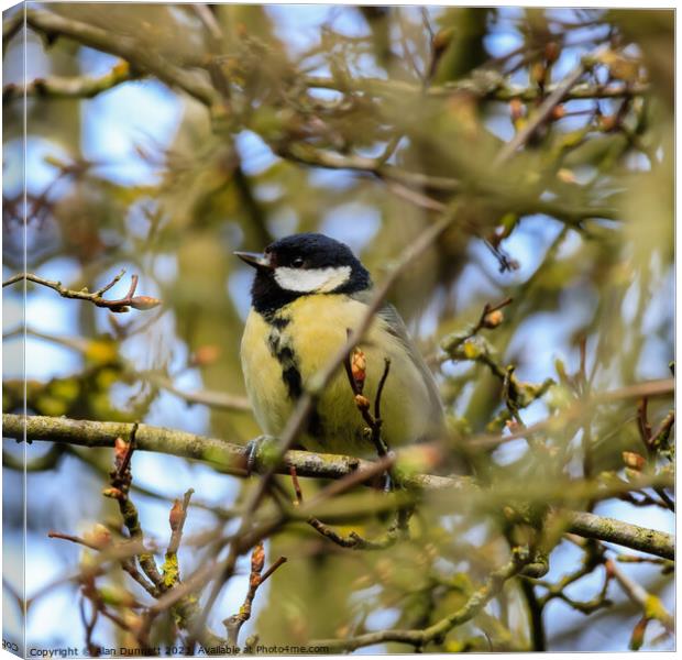 Great Tit - Parus major Canvas Print by Alan Dunnett