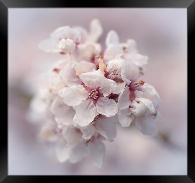spring Blossom Framed Print by Simon Johnson