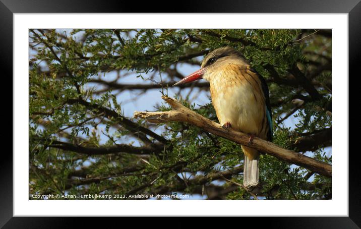 Brown-hooded kingfisher Framed Mounted Print by Adrian Turnbull-Kemp