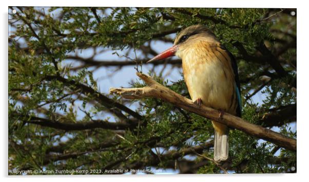 Brown-hooded kingfisher Acrylic by Adrian Turnbull-Kemp