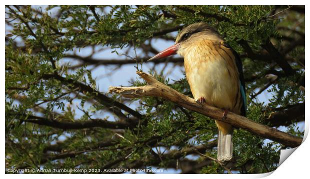 Brown-hooded kingfisher Print by Adrian Turnbull-Kemp