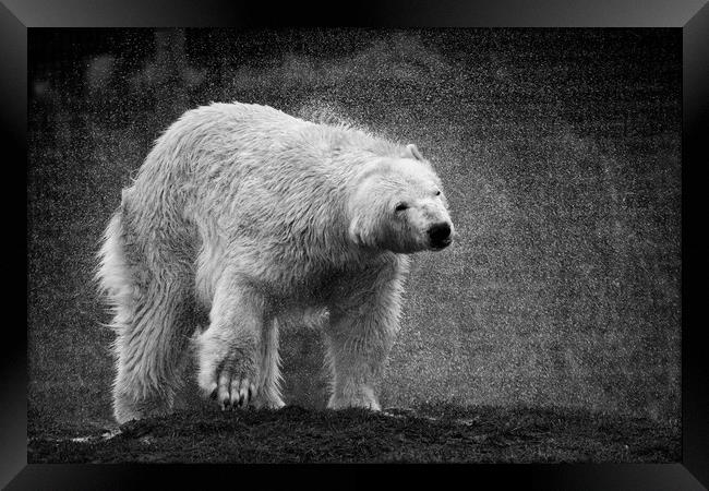 A polar bear shaking  itsself dry Framed Print by Jason Thompson