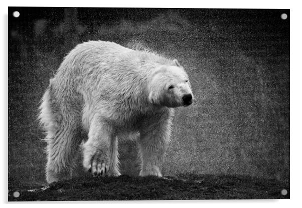 A polar bear shaking  itsself dry Acrylic by Jason Thompson