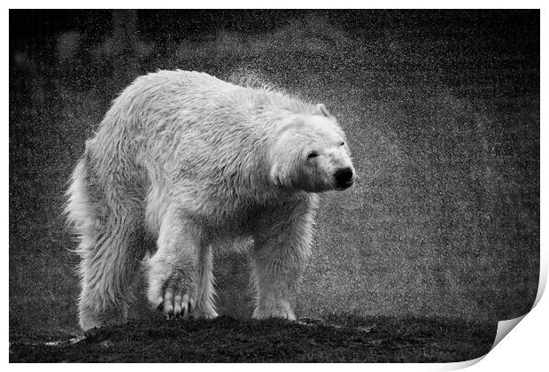 A polar bear shaking  itsself dry Print by Jason Thompson