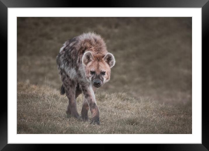Walking Hyena Framed Mounted Print by Jason Thompson