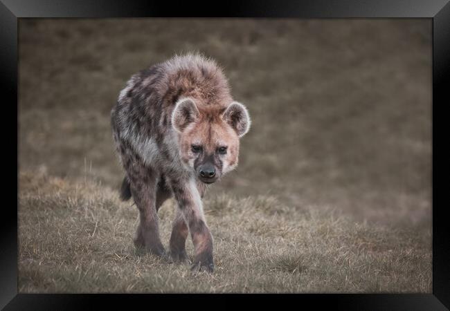 Walking Hyena Framed Print by Jason Thompson