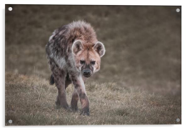 Walking Hyena Acrylic by Jason Thompson