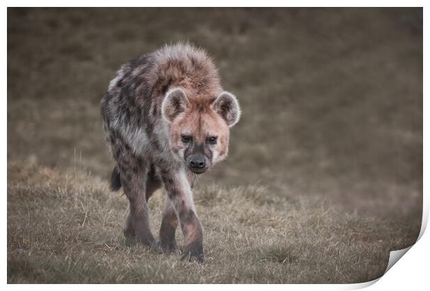 Walking Hyena Print by Jason Thompson