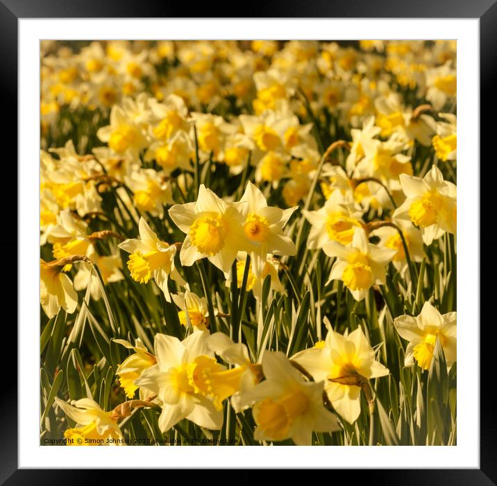 Dafodil flowers Framed Mounted Print by Simon Johnson