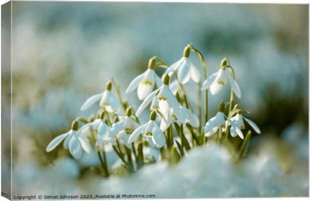 Sunlit snowdrop flowers Canvas Print by Simon Johnson