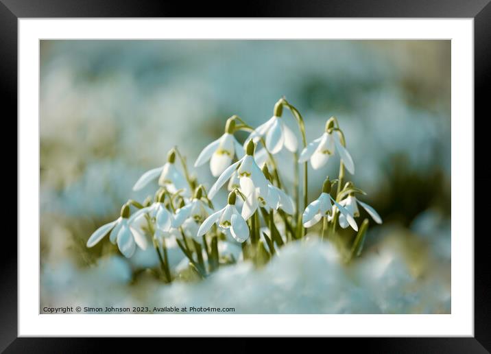 Sunlit snowdrop flowers Framed Mounted Print by Simon Johnson