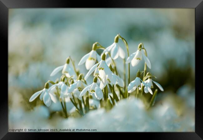 Sunlit snowdrop flowers Framed Print by Simon Johnson