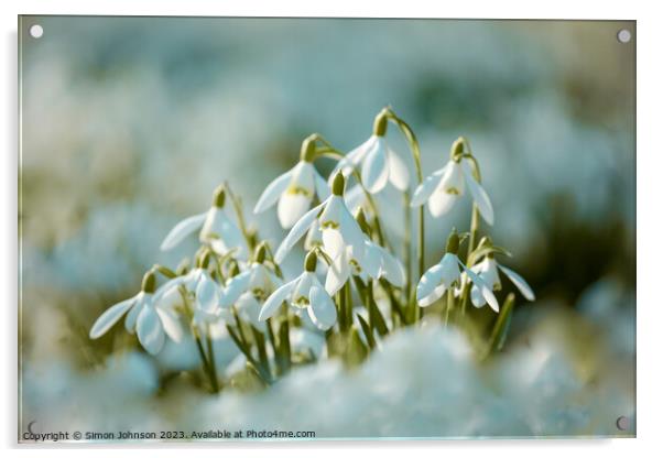 Sunlit snowdrop flowers Acrylic by Simon Johnson