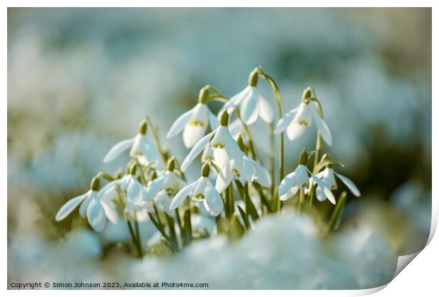 Sunlit snowdrop flowers Print by Simon Johnson