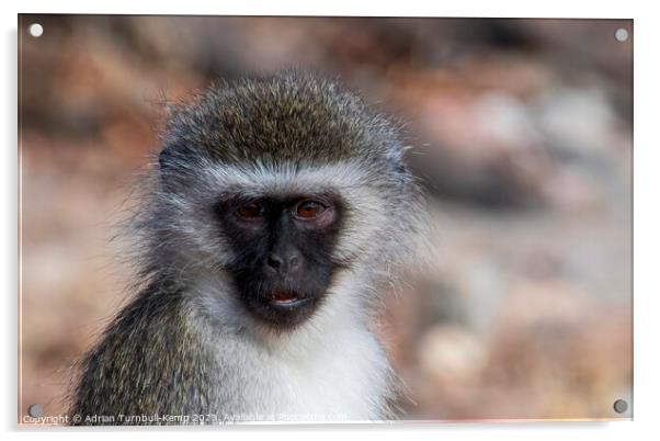 Portrait of a vervet monkey Acrylic by Adrian Turnbull-Kemp