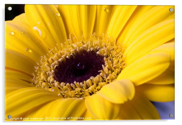yellow Gerbera Daisy Acrylic by Paul Messenger