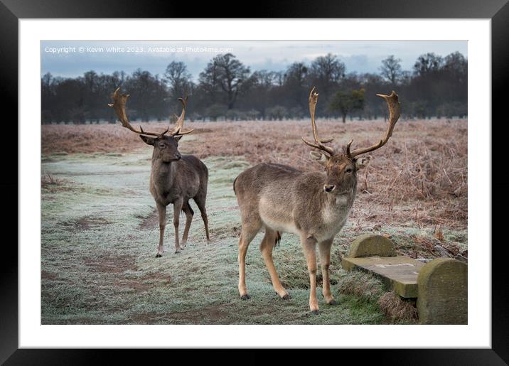 Fallow young stag deer Framed Mounted Print by Kevin White