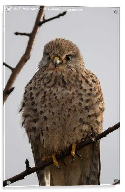 Portrait of a Common Kestrel Acrylic by Kevin White