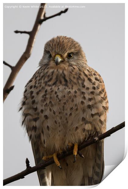 Portrait of a Common Kestrel Print by Kevin White