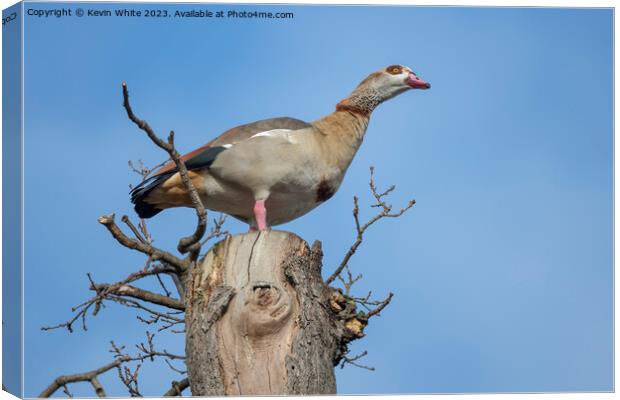 Egyptian goose  has the advantage of watching from high up a tre Canvas Print by Kevin White