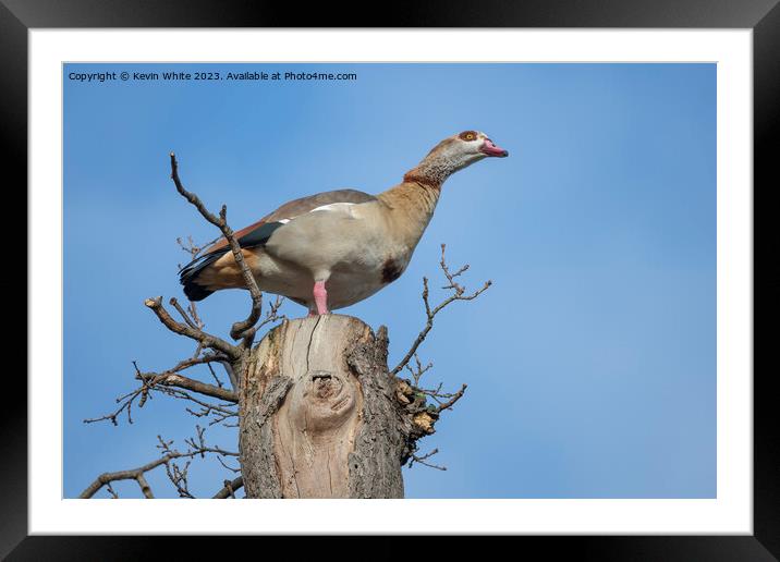 Egyptian goose  has the advantage of watching from high up a tre Framed Mounted Print by Kevin White