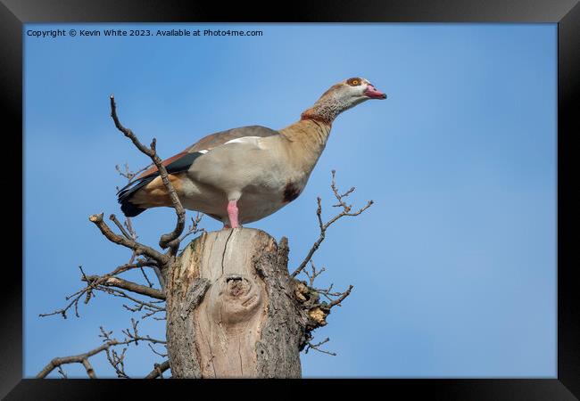 Egyptian goose  has the advantage of watching from high up a tre Framed Print by Kevin White