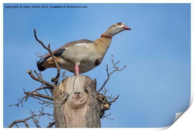 Egyptian goose  has the advantage of watching from high up a tre Print by Kevin White