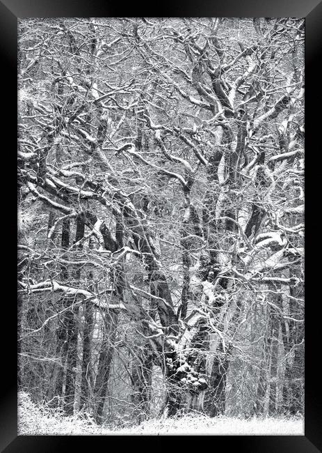 Frosted tree Framed Print by Simon Johnson