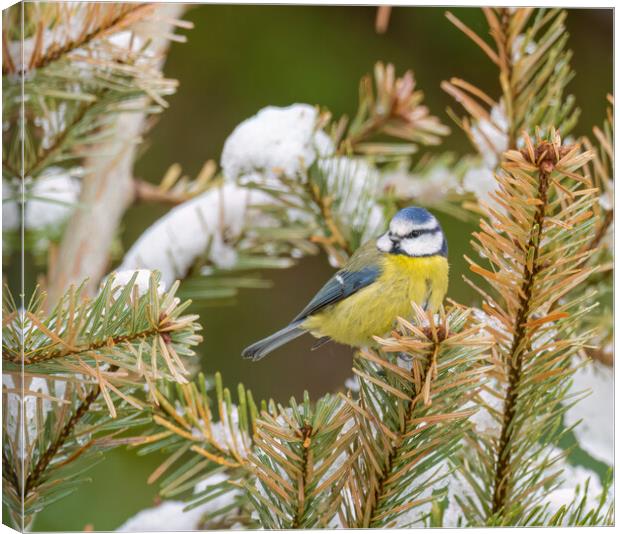 Winter Wonderland A Colourful Blue Tit in the Snow Canvas Print by Colin Allen