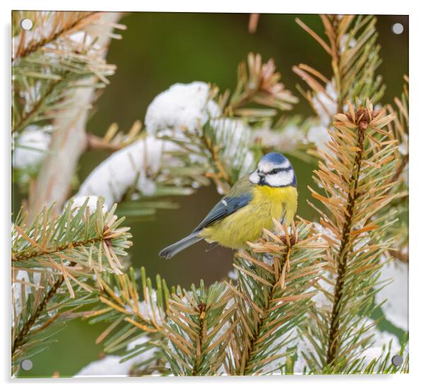 Winter Wonderland A Colourful Blue Tit in the Snow Acrylic by Colin Allen