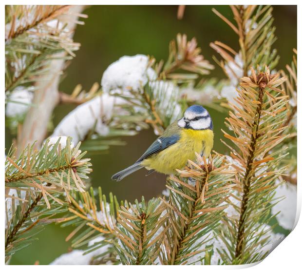 Winter Wonderland A Colourful Blue Tit in the Snow Print by Colin Allen