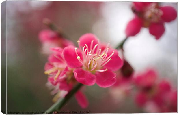 Cherry Blossom Canvas Print by Alison Chambers