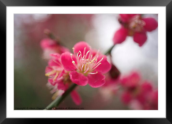 Cherry Blossom Framed Mounted Print by Alison Chambers