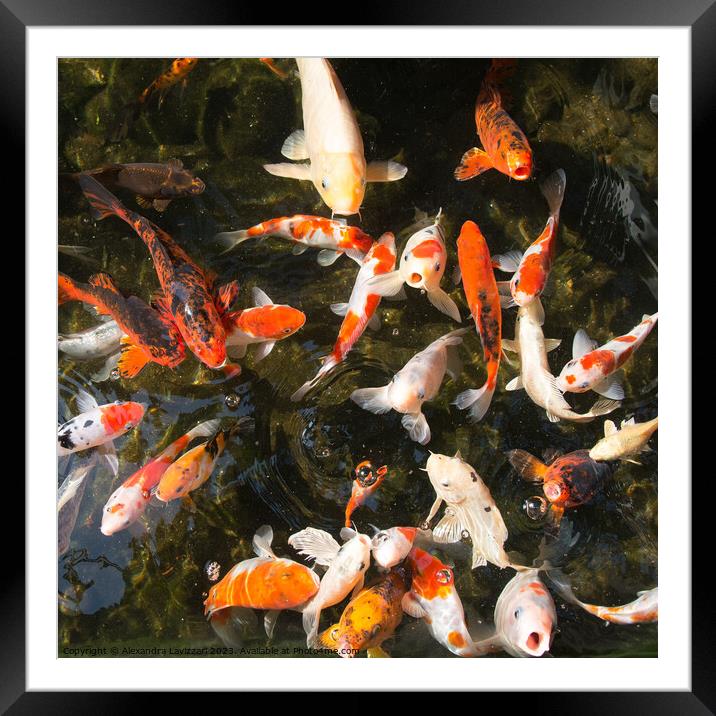 Hungry Fish Framed Mounted Print by Alexandra Lavizzari