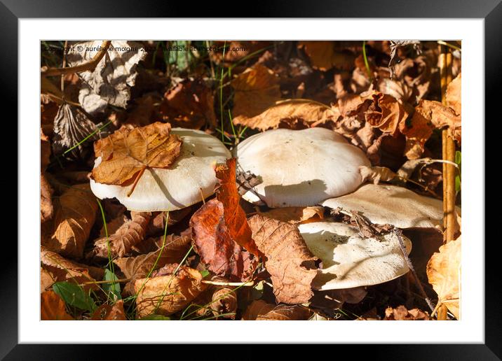 Field mushrooms in grass Framed Mounted Print by aurélie le moigne