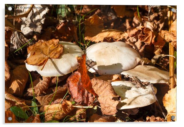 Field mushrooms in grass Acrylic by aurélie le moigne